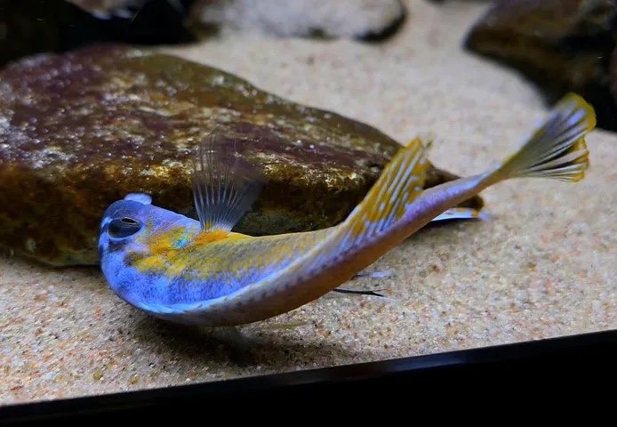 Labeotropheus trewavasae 'Katale Island'